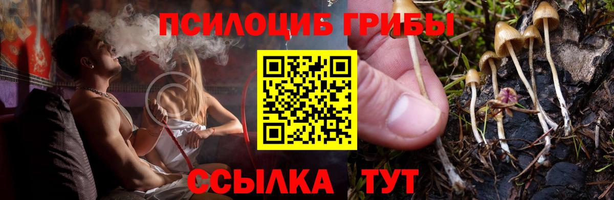 Галлюциногенные грибы мицелий  цены   Топки  Галлюциногенные грибы Psilocybe 